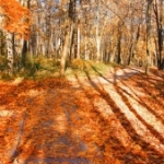 autumn-in-moscow-1433613-5-m