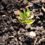 sprout_rising-ground-elder-1446183-m