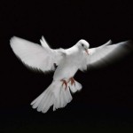 dove-facingright