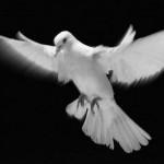dove-smallflight
