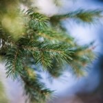 pine-tree-1440077-m
