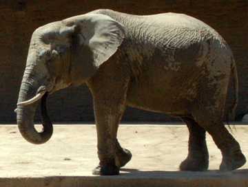 Elephant in the Church: Identifying Hindrances and Strategies for Discipleship
