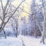 birch-trees-on-frosty-morning-1435173-m