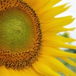 summer-sunflower-1357260