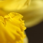 spring-daffodil-1383723-m