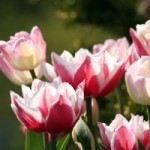 spring-tulips-1349024-m