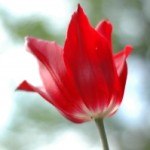 tulips-1443901-m