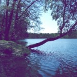 summer-lake-and-crooked-tree-1436965-m
