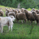 Shepherds and Sheepdogs