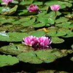 pink-water-lily-1446044-m