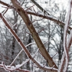 winter_frozen-branches-1438732-m