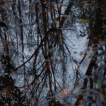 depression_winter-trees-reflected-in-water-1445952-m