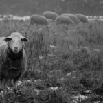 The Shepherding Pastor