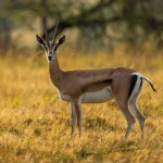 Should Pentecostals Interpret the Song of Songs Allegorically? by Brandon Biggs