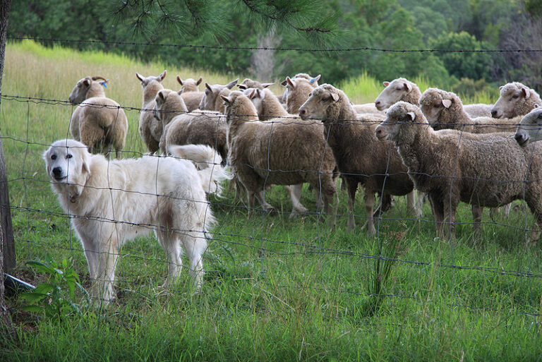 Shepherds and Sheepdogs